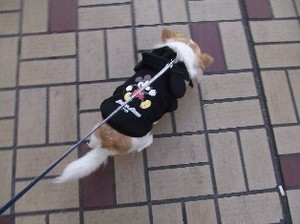DSCF0737.JPG