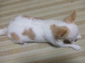 DSCF1229.JPG