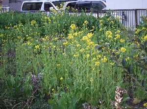 DSCF8210.JPG