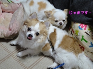 1430じゃま.jpg