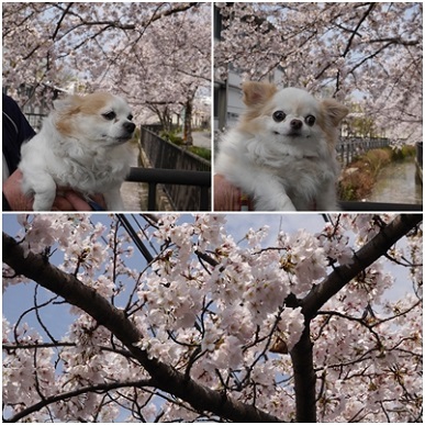 2桜.jpg