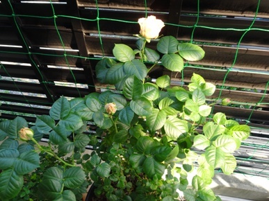 DSC00310.JPG