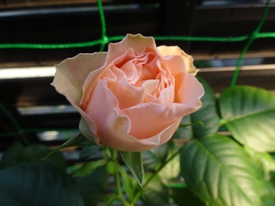DSC00315.JPG
