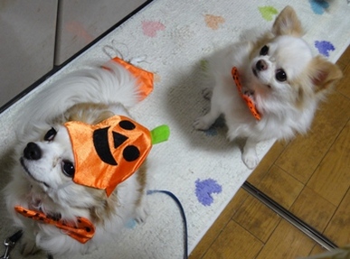 DSC00388.JPG