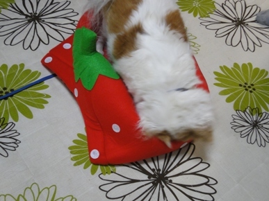 DSC00428.JPG