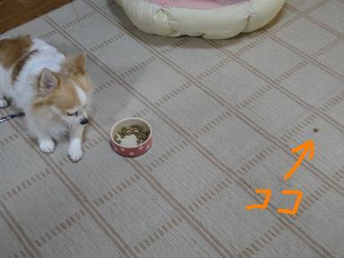 DSC04228.JPG