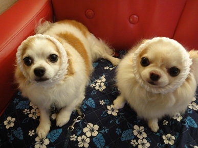 DSC04833.JPG