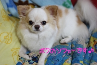 ♪ボクのソファーです.jpg
