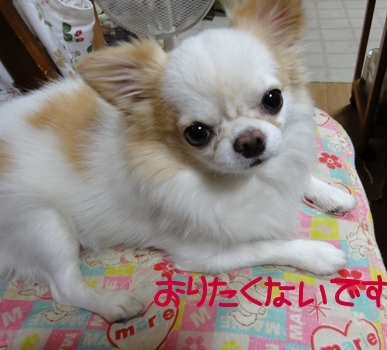 おりたくないです.jpg