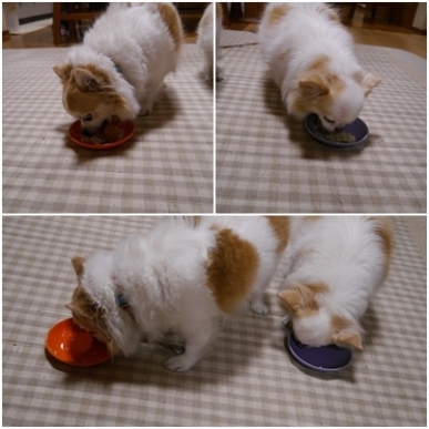 かぼちゃ.jpg