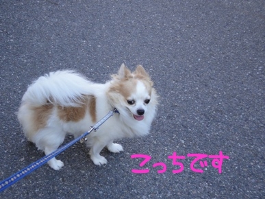 こっちです.jpg