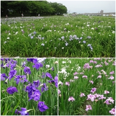 しょうぶ.jpg