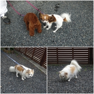 だいこく館ラン.jpg