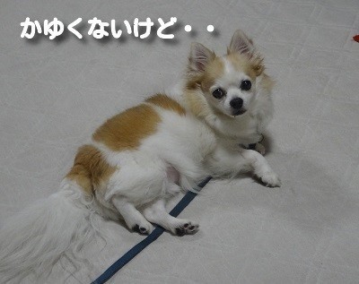 ちわ.jpg