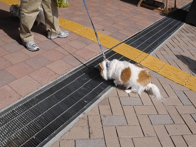 ちわ.gif