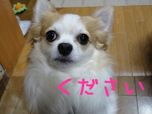 ちわ.jpg