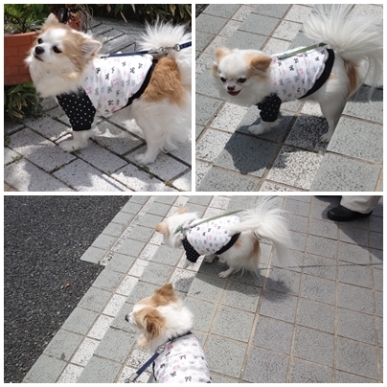 ちわれお.jpg