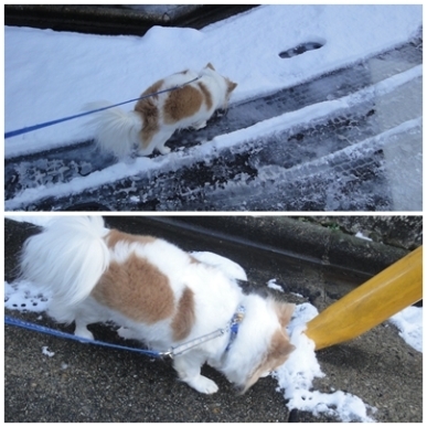 ちわ雪.jpg