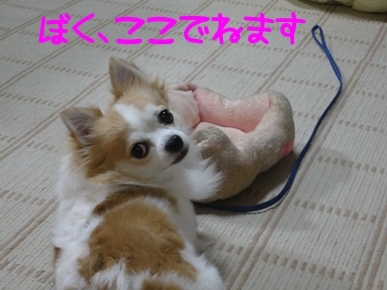 ちわvSSXf.jpg