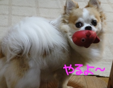 やるよ~.jpg