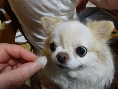 れお梨.gif
