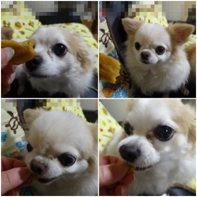クッキーpage.jpg