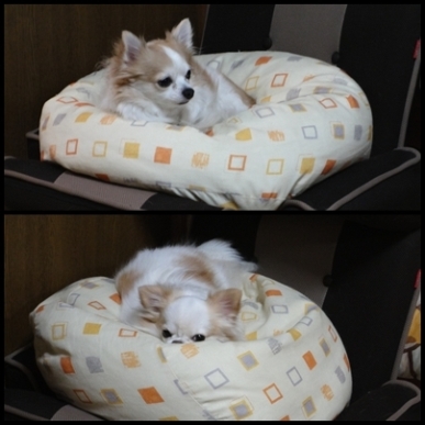 クッション.jpg