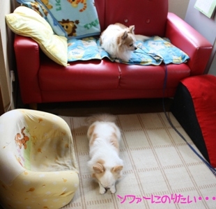 ソファーにのりたい.jpg