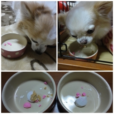 チョコ.jpg