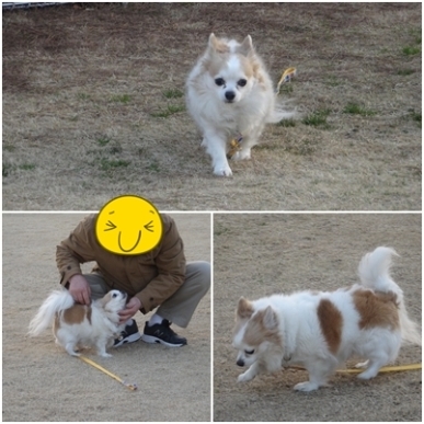 ドッグラン2.jpg
