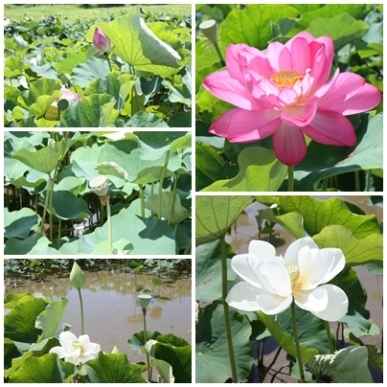 ハスの花.jpg