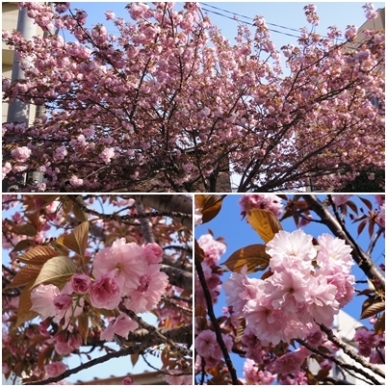 八重桜ピンク.jpg