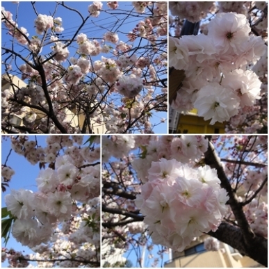 八重桜白.jpg