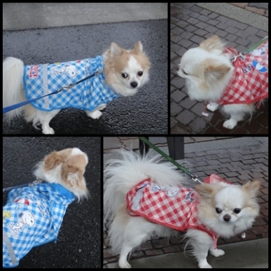 大雨.jpg