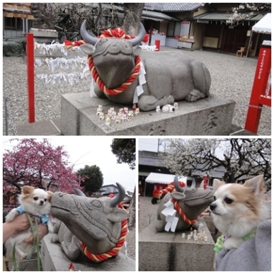 撫で牛.jpg