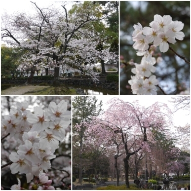 桜.jpg