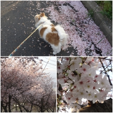 桜.jpg