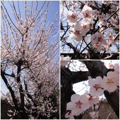 桜.jpg