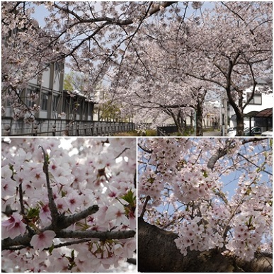 桜.jpg