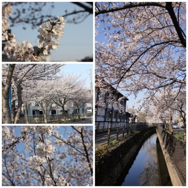 桜.jpg
