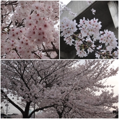 桜.jpg