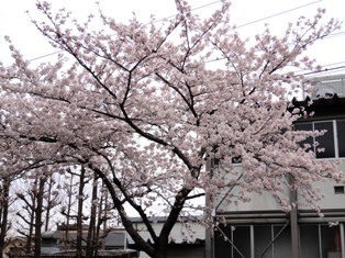 桜.jpg
