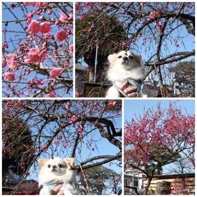 梅.jpg