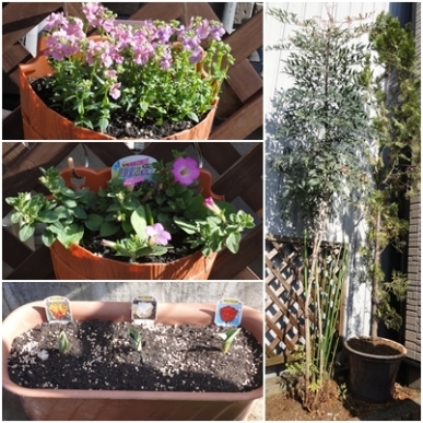 植え替え.jpg