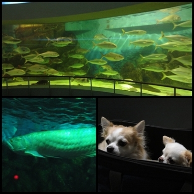 水族館1.jpg