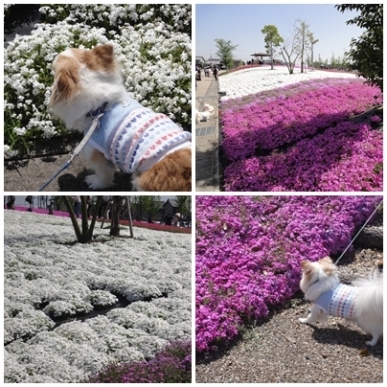 芝桜.jpg