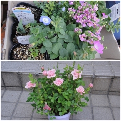 花.jpg