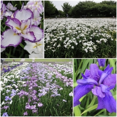 花しょうぶ.jpg