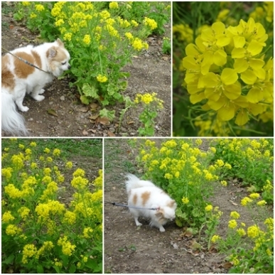 菜の花.jpg