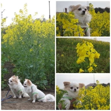 菜の花.jpg